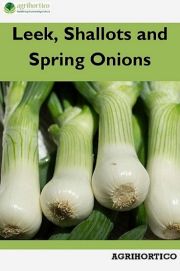 Leek, Shallots and Spring Onions