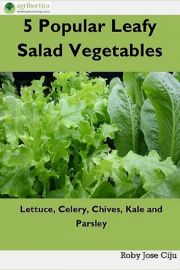 5 Popular Leafy Salad Vegetables