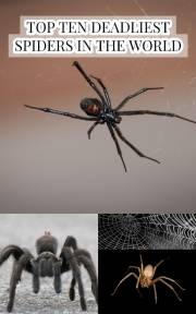 Top Ten Deadliest Spiders in the World