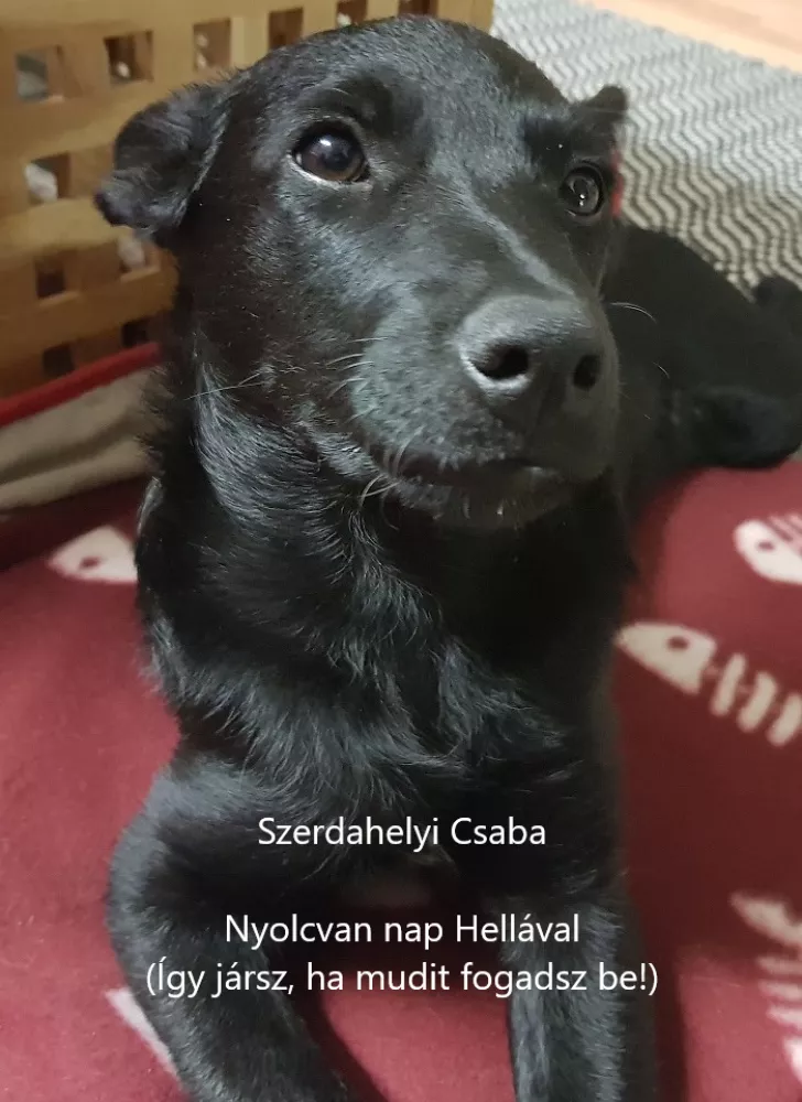 Nyolcvan nap Hellával borító