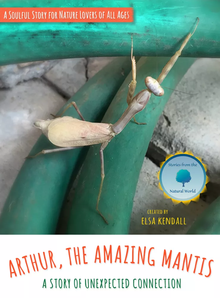Arthur, The Amazing Mantis borító