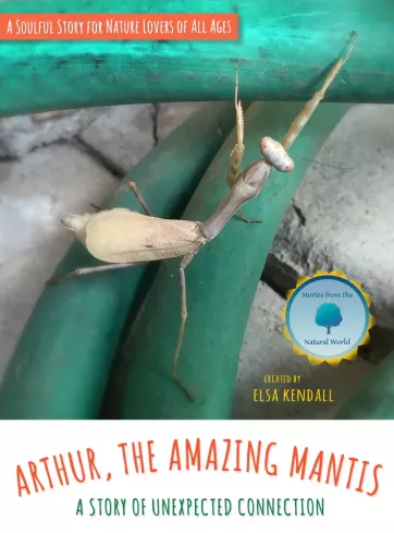 Arthur, The Amazing Mantis borító