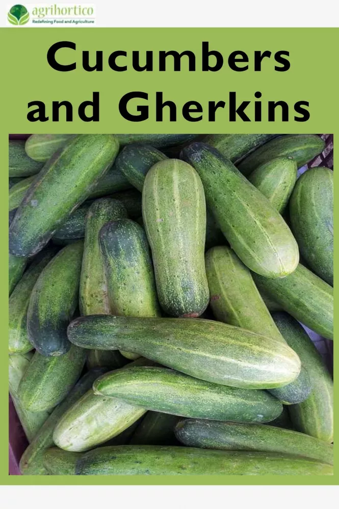 Cucumbers and Gherkins borító