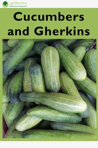 Cucumbers and Gherkins borító