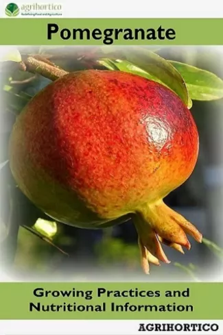 Pomegranate borító