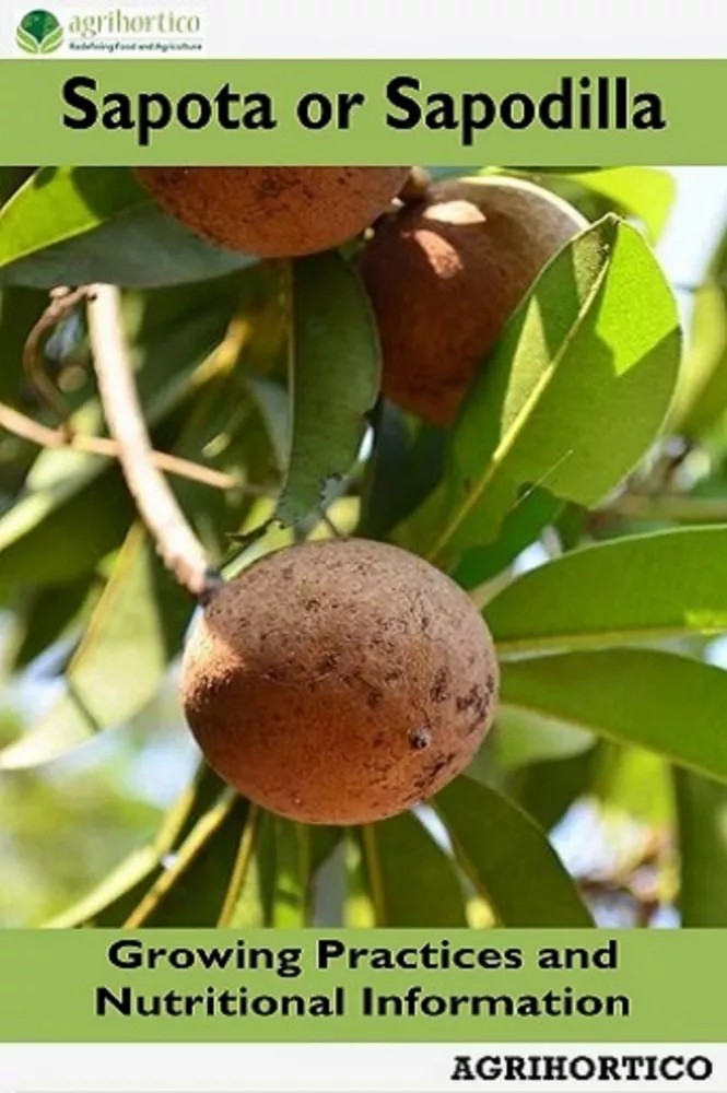 Sapota or Sapodilla borító