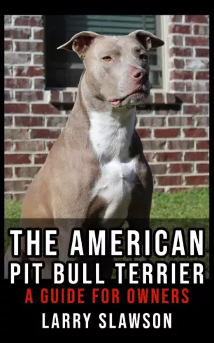 The American Pit Bull Terrier