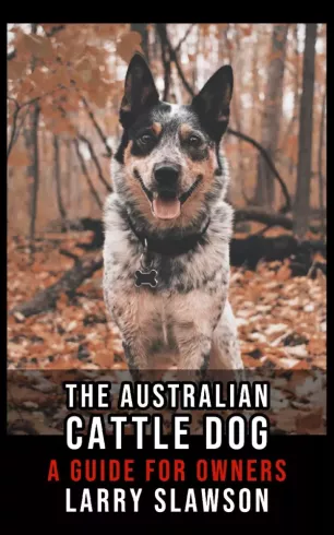 The Australian Cattle Dog
