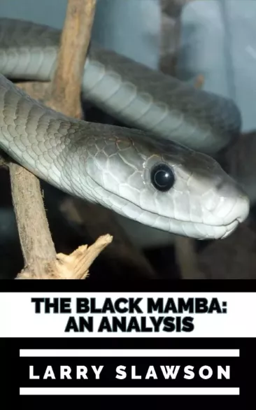The Black Mamba borító