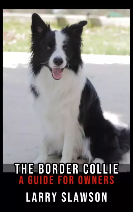 The Border Collie borító