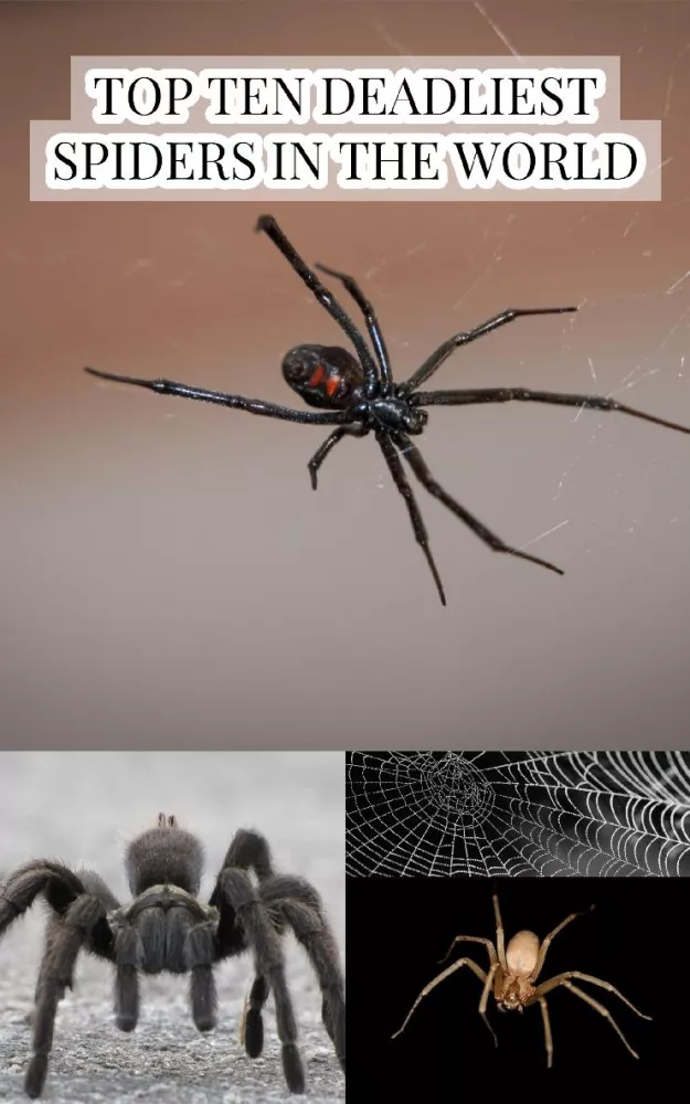 Top Ten Deadliest Spiders in the World borító