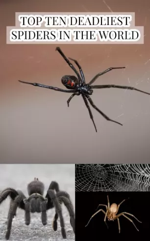 Top Ten Deadliest Spiders in the World borító