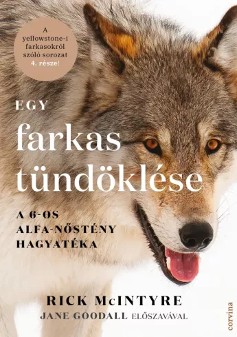 Egy farkas tündöklése borító