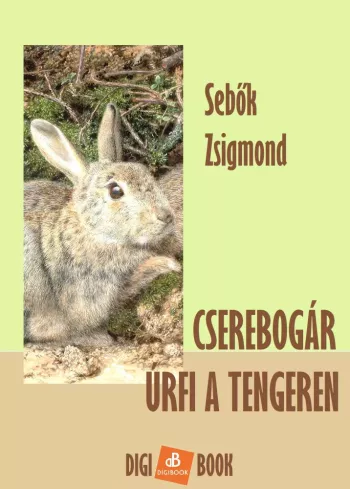 Cserebogár úrfi a tengeren borító