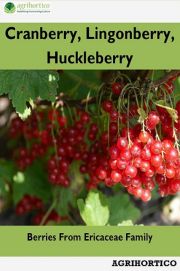 Cranberry, Lingonberry, Huckleberry