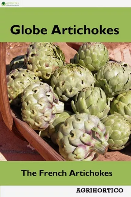 Globe Artichokes