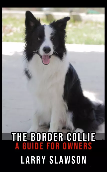 The Border Collie