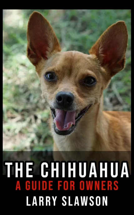 The Chihuahua