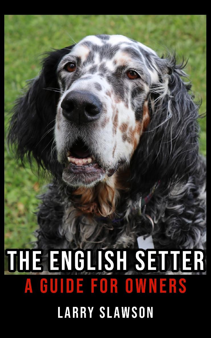 The English Setter
