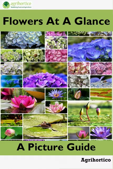 Flowers at a Glance