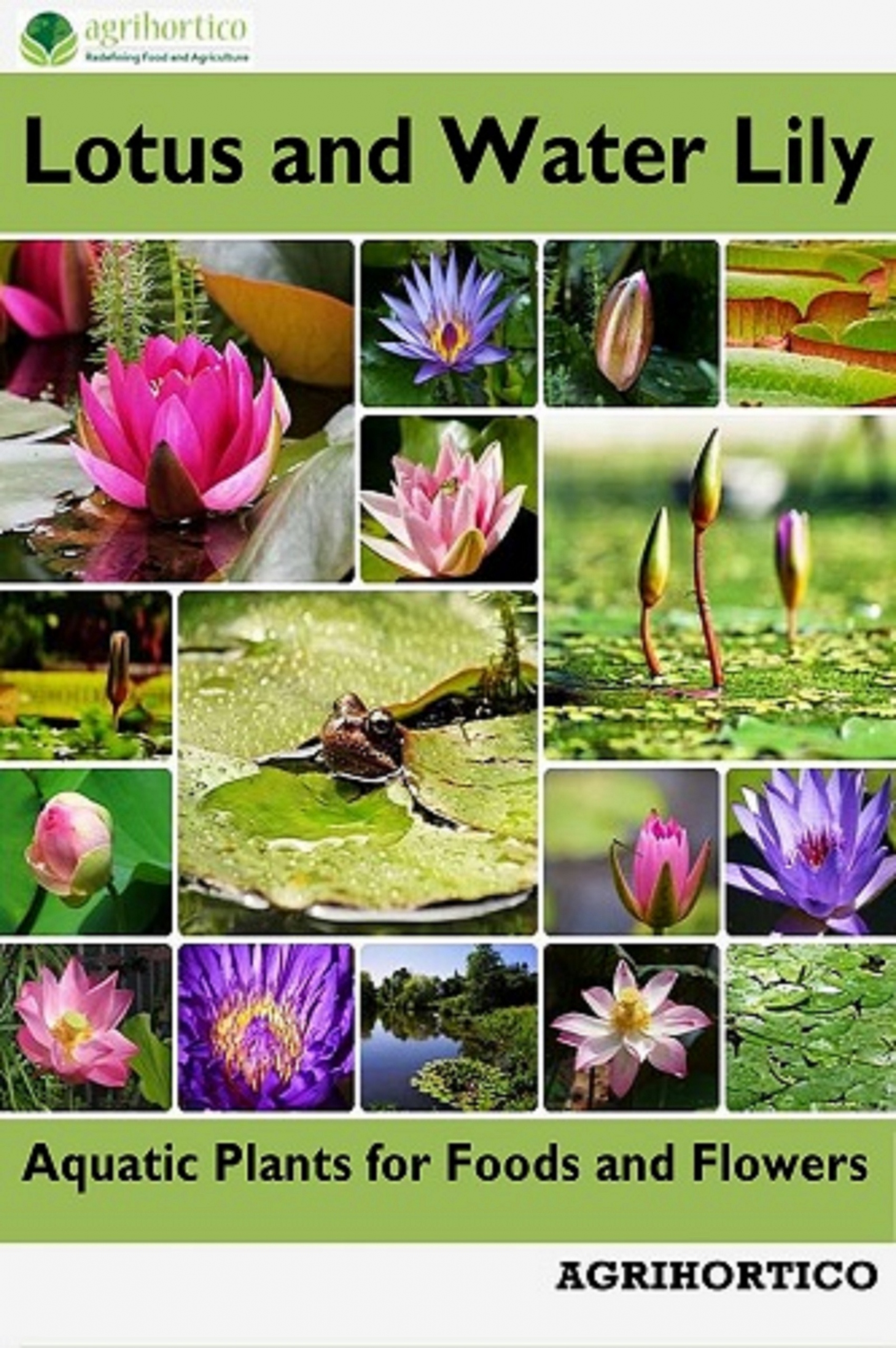 Lotus and Water Lily