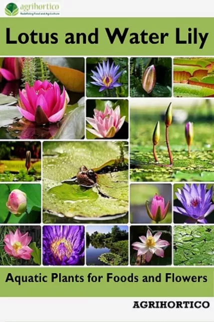 Lotus and Water Lily